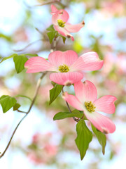 ハナミズキ　ピンクの花