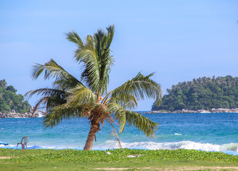 Fototapeta na wymiar Tropical palm tree on the beach by the sea