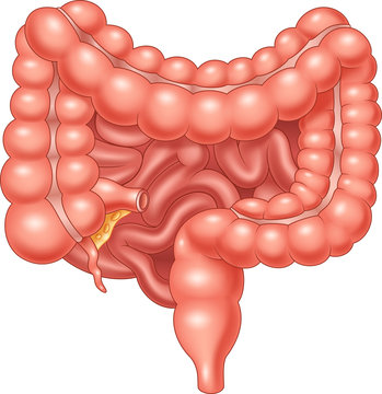 Illustration Of Large And Small Intestine
