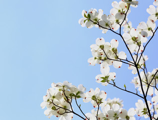 ハナミズキ　白い花