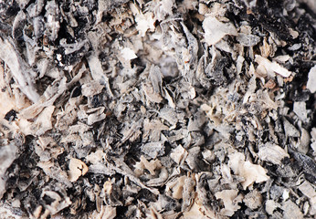 Macro of cigarette ash in ashtray