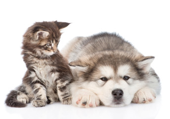 small maine coon cat and sad alaskan malamute dog. isolated on w