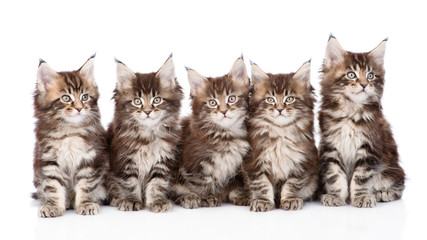 large group of small maine coon cats sitting in front. isolated