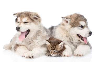 two alaskan malamute dogs and maine coon cat together. isolated