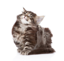 small maine coon cat scratching isolated on white background