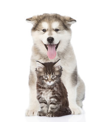 alaskan malamute dog and maine coon cat together. isolated on wh