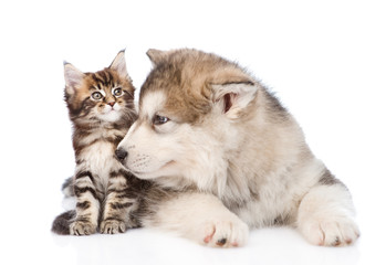 Obraz premium alaskan malamute dog sniffing small maine coon cat. isolated on