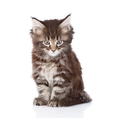 Obraz premium small maine coon cat looking at camera. isolated on white backgr