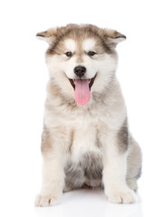 alaskan malamute puppy dog sitting in front. isolated on white b