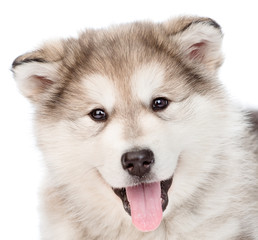 closeup portrait alaskan malamute puppy dog. isolated on white b