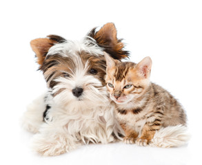 Biewer-Yorkshire terrier dog and bengal cat lying together. isol