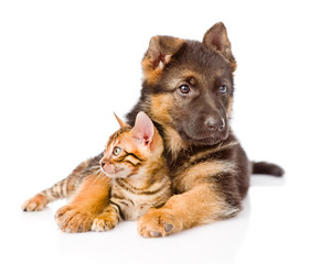 german shepherd dog embracing little bengal cat. isolated on whi