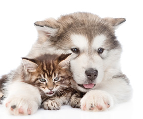 Fototapeta premium alaskan malamute puppy hugging maine coon kitten. isolated on wh