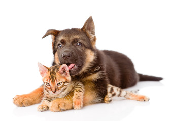german shepherd puppy dog licking little bengal cat. isolated on