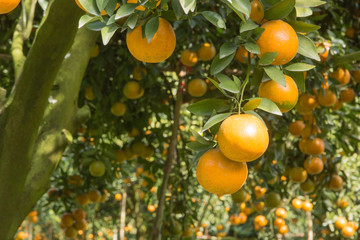 Orange orchard