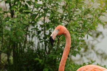 Flamingo birds in the nature
