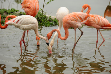 Flamingo birds in the nature