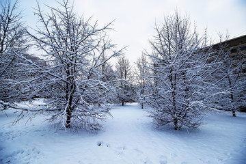 winter tree bare under snow