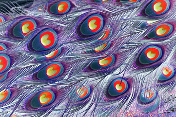 Multi-colored composition based on patterns of peacock feathers with changed colors.