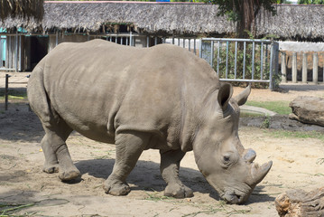 Naklejka premium Белый носорог крупным планом. Зоопарк Хошимина, Вьетнам