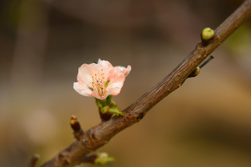 Blooming flowers in the branches