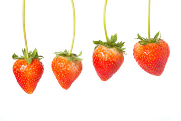 Four hanging red strawberries
