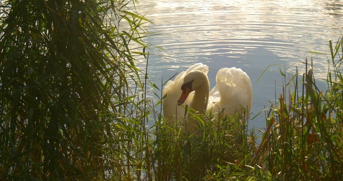 Man is Approaching to The Lake River Water Man is Giving Green Blade to White Swan Bird is Feeding Swimming at The Lake Floating by Watery Surface