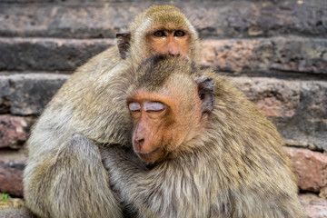 monkey hug