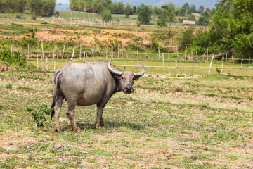 Naklejka na ściany i meble A domestic Buffalo in Laos. Scenes like this are common place in the agricultural areas of this indo-china country. Xieng Khoang - Laos