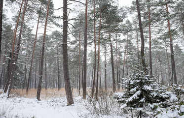 Fototapeta premium Winter im Wald 