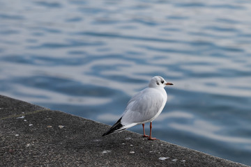 Möve auf dem Zaun am See