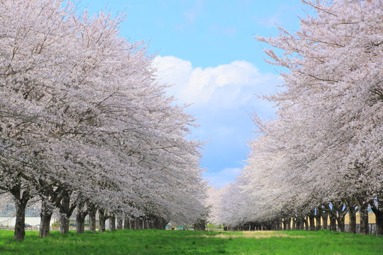 桜並木と青空