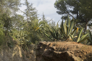 Aloe in Park