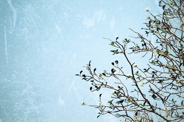 Branch and sky grunge background wallpaper