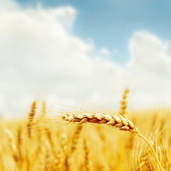 golden harvest on field. soft focus