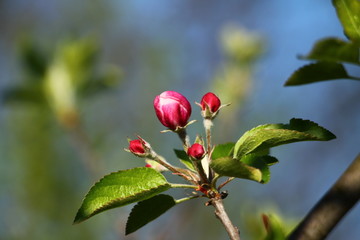 Obraz na płótnie Canvas Spring blossom on apple tree with blue sky in background