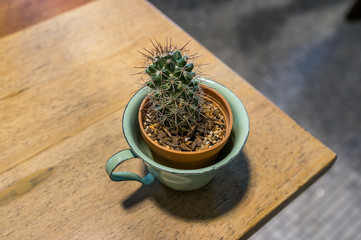cactus in cup on table, selective focus