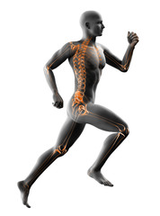 man running x-ray isolated on white
