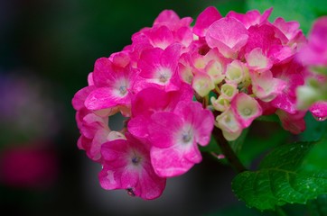 Hydrangea after rain
