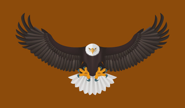 Bald Eagle flying, Vector illustration