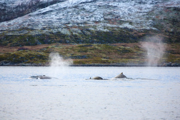 Large humpback whales in the arctic 