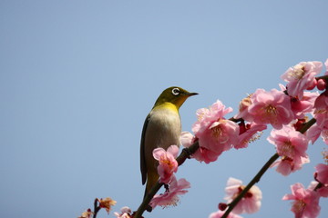 春の青空としだれ梅とメジロ
