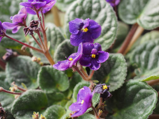 Violet Saintpaulia flower
