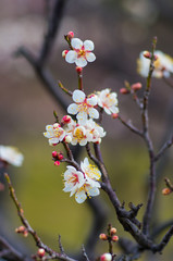 white plum tree