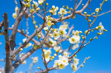 white plum tree