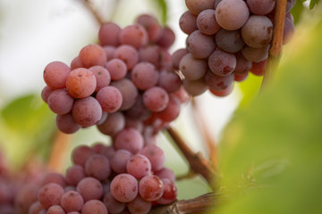 Gewuerztraminer Trauben