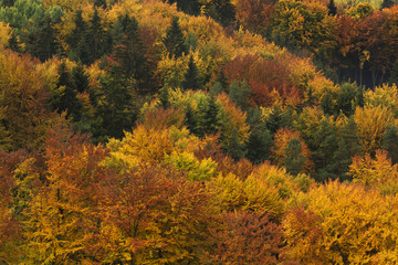Colorful trees in autumn time, Slovakia