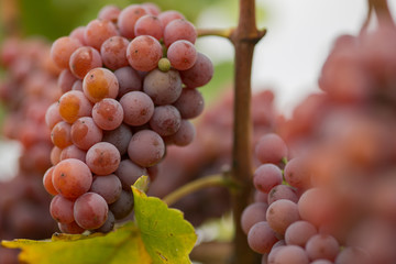 Gewuerztraminer Trauben