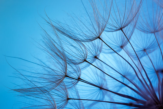 Fototapeta dandelion on a blue background