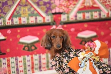 ダックスフンドとひなまつり